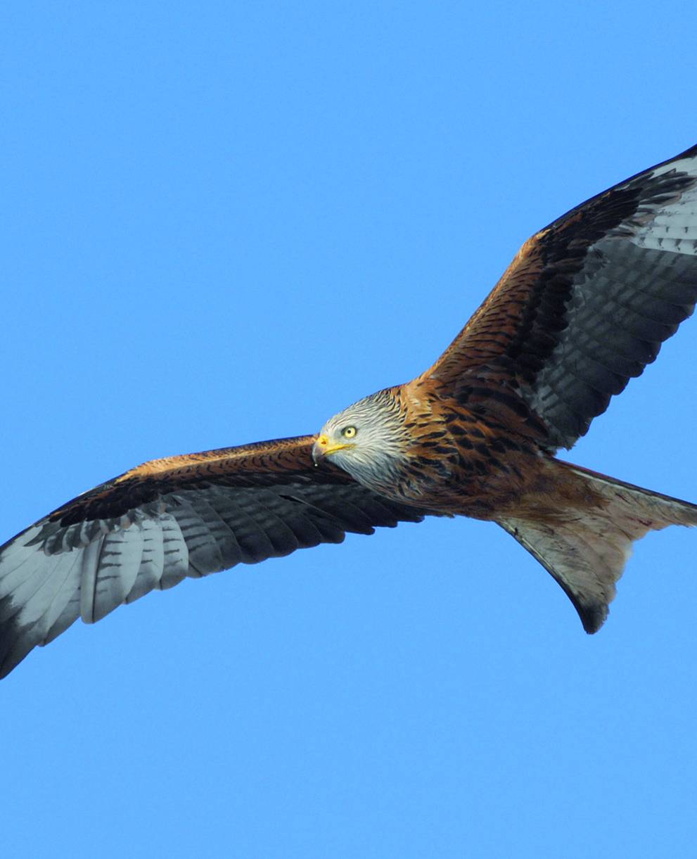 Nehmen Sie mit uns die Vogelperspektive ein